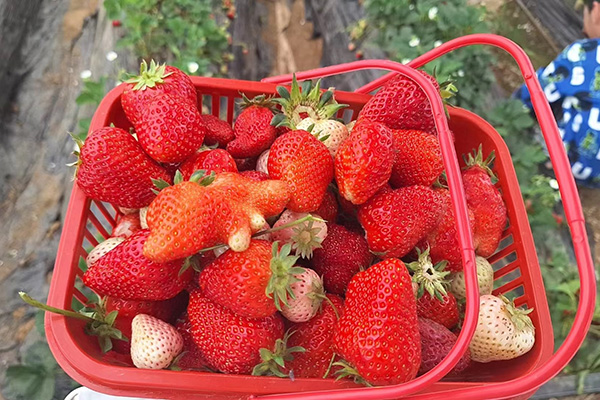 Zábavný deň Qingdao Star Machine na Strawberry Fields